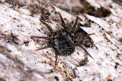 Caeculidae