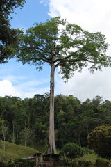 Ceiba pentandra