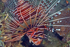 Pterois antennata