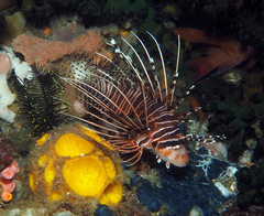 Pterois antennata