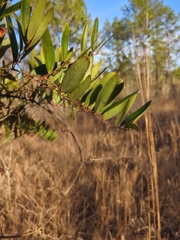 Smilax laurifolia