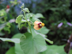 Abutilon trisulcatum