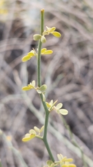 Parkinsonia florida