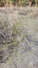 Parkinsonia florida
