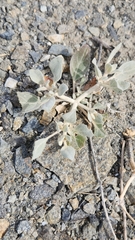 Tidestromia suffruticosa