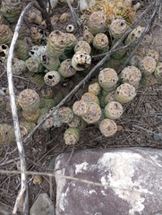 Tephrocactus articulatus