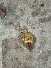 Bufo spinosus