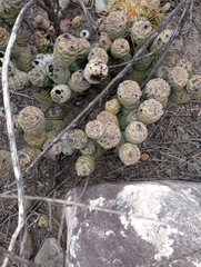 Tephrocactus articulatus