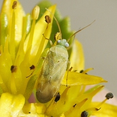 Phylinae