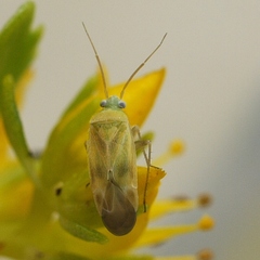 Phylinae