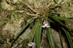 Sarcochilus ceciliae