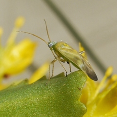 Phylinae