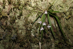 Sarcochilus ceciliae