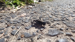 Teleogryllus commodus