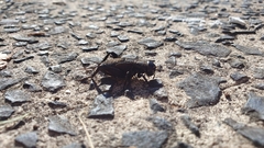 Teleogryllus commodus