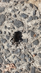 Teleogryllus commodus