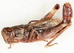 Gomphocerus sibiricus