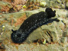 Dendrodoris