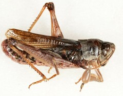 Gomphocerus sibiricus