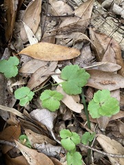 Ranunculus recurvatus