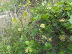 Clematis