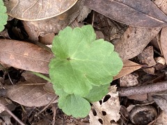 Ranunculus recurvatus
