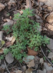 Parietaria pensylvanica