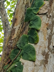 Monstera