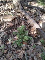 Parietaria pensylvanica