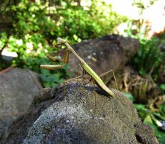 Pseudomantis
