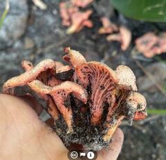 Cantharellus coccolobae