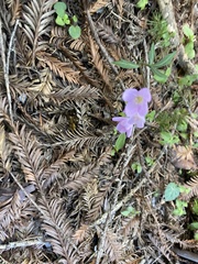 Cardamine nuttallii