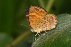 Mazia amazonica