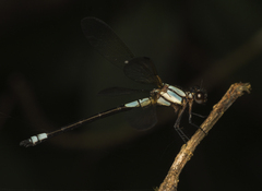 Diphlebia euphoeoides