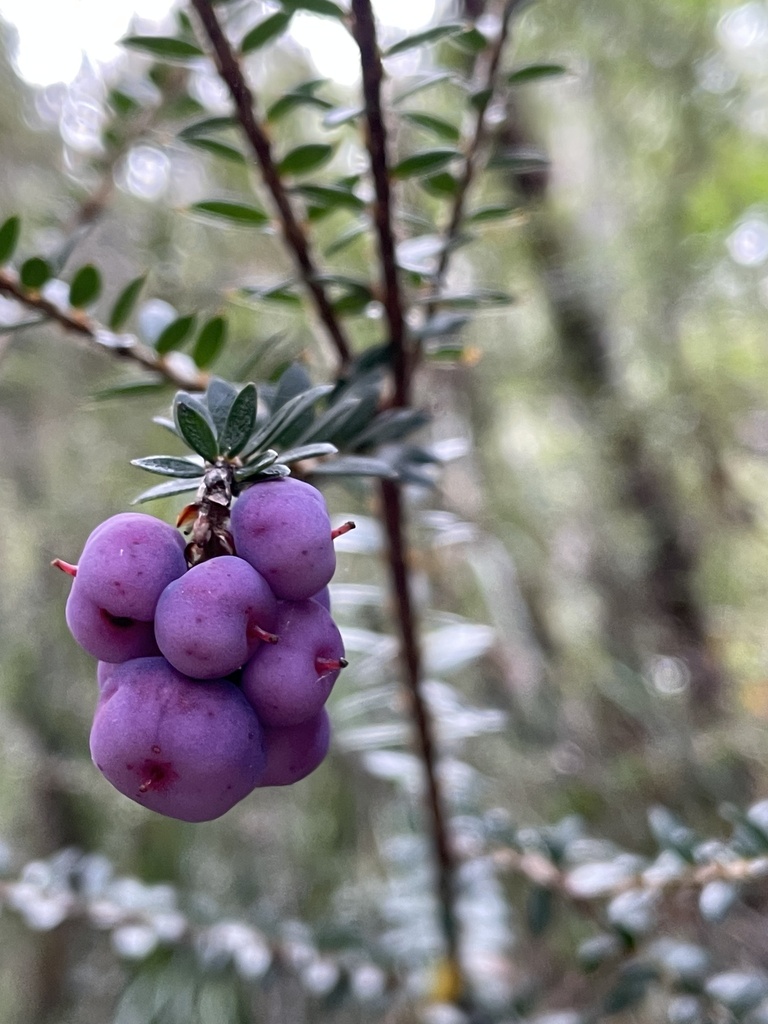 Trochocarpa gunnii
