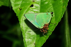 Cyanophrys herodotus