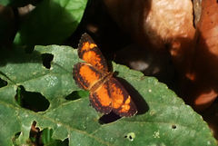 Riodinidae