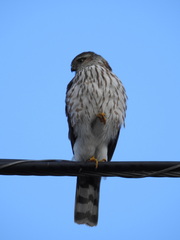 Accipiter striatus