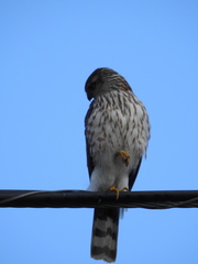 Accipiter striatus