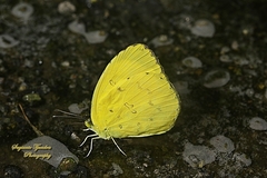 Eurema blanda