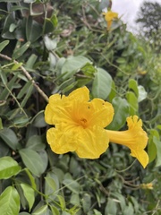 Adenocalymma marginatum