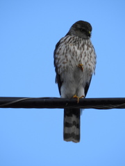 Accipiter striatus