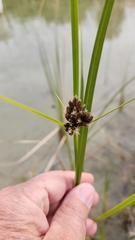 Schoenoplectus americanus