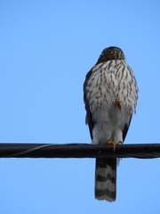 Accipiter striatus
