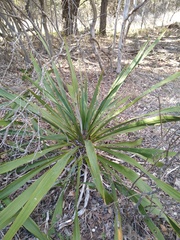 Yucca rupicola