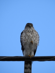 Accipiter striatus