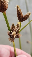 Schoenoplectus americanus