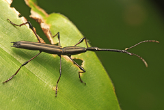 Ithystenus hollandiae