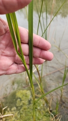 Schoenoplectus americanus