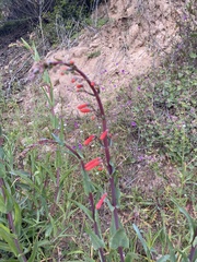 Penstemon centranthifolius